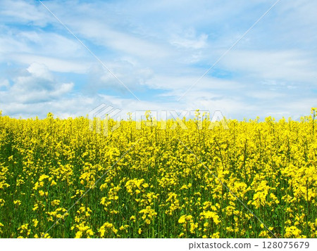 Rapeseed field 128075679