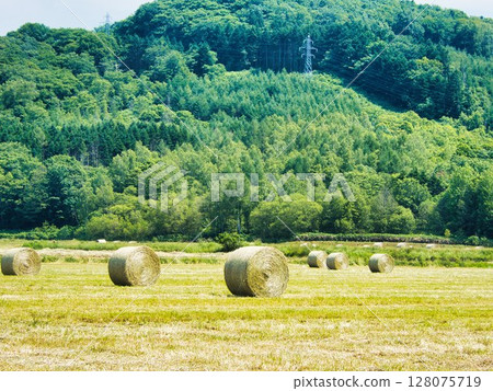 Early summer landscape Early summer landscape 128075719