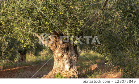 Old olive trees. Ancient olive grove in Greece. Old olive trees. Ancient olive grove in Greece. 128075849