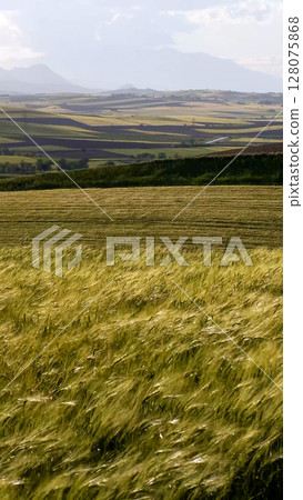 Green wheat field. Hilly landscape in Greece. Green wheat field. Hilly landscape in Greece. 128075868