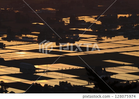 Paddy fields shining 128075974