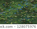 Blue Water Lily Pond 128075976
