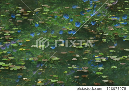 Blue Water Lily Pond 128075976