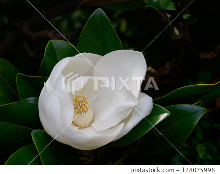 Big and beautiful Magnolia flower Big and beautiful Magnolia flower 128075998