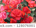 一朵紅玫瑰 128076001
