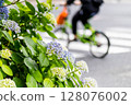 Hydrangeas blooming in the town and a bicycle crossing the road 128076002