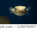 Halocenbon puffer 128076007