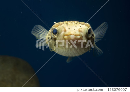 Halocenbon puffer 128076007