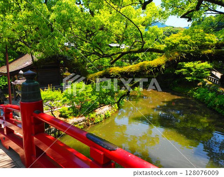 Fresh greenery and a pond as seen from the arched bridge at Dazaifu Tenmangu Shrine 128076009