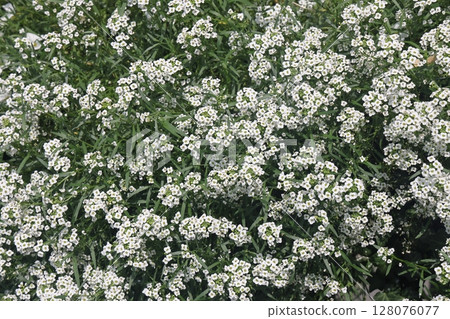 Alyssum is a genus of about 100-170 species of flowering plants in the family Brassicaceae,  128076077