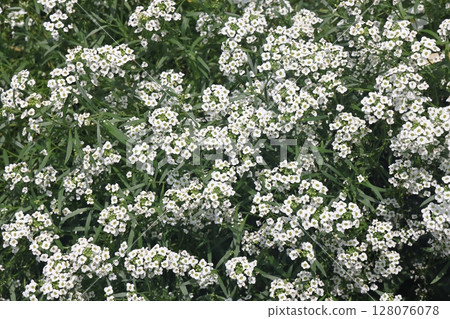 Alyssum is a genus of about 100-170 species of flowering plants in the family Brassicaceae,  128076078