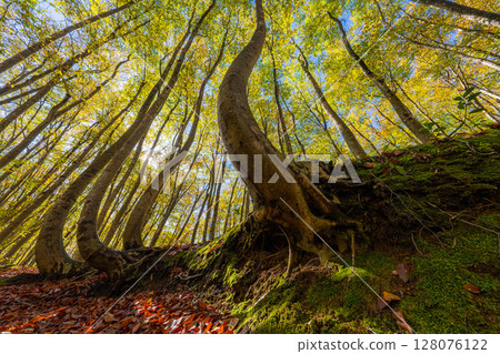 [Forest material] Autumn beauty forest [Niigata Prefecture] 128076122