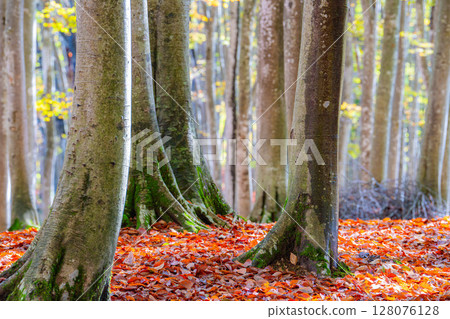 [Forest material] Autumn beauty forest [Niigata Prefecture] 128076128