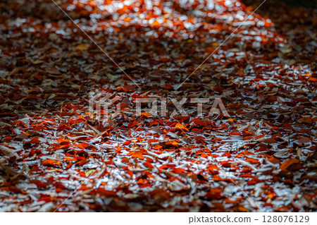 [Forest material] Autumn beauty forest [Niigata Prefecture] 128076129