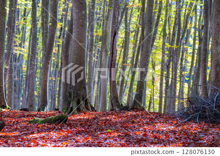 [Forest material] Autumn beauty forest [Niigata Prefecture] 128076130