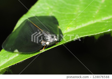 中國拉米伽薩哈戈洛莫 中國拉米伽薩哈戈洛莫 128076588