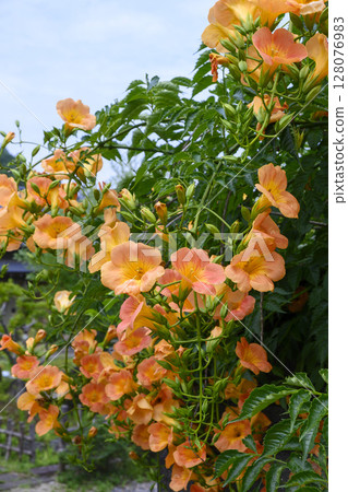 盛夏花園裡盛開的喇叭花 128076983