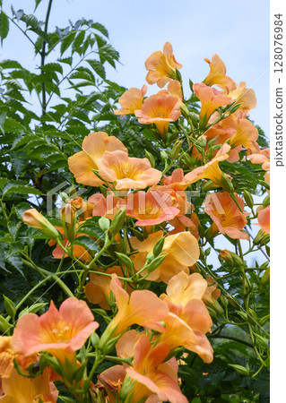 盛夏花園裡盛開的喇叭花 128076984