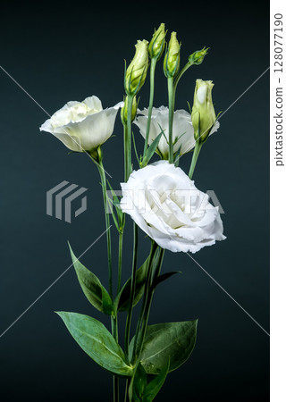 White Eustoma Flowers and Buds on a Dark Grey Background White Eustoma Flowers and Buds on a Dark Grey Background 128077190