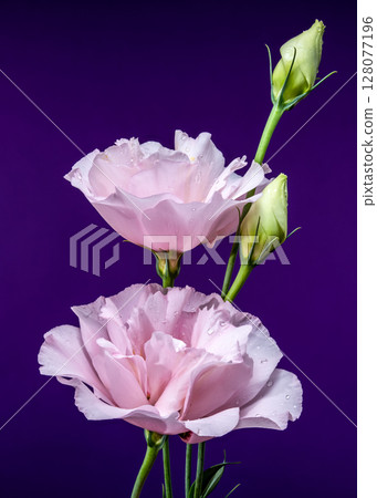 Enchanting Pink Eustoma Flowers on a Purple Background Enchanting Pink Eustoma Flowers on a Purple Background 128077196
