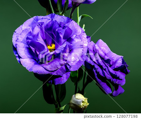 Elegant Purple Eustoma Flowers and Buds on a Green Background 128077198