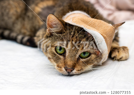 A cat, wrapped in a bandage placed carefully on its head, is laying on a bed A cat, wrapped in a bandage placed carefully on its head, is laying on a bed 128077355