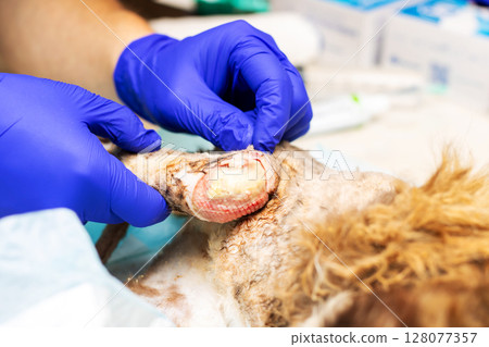 A person who is wearing blue gloves is currently working on a dog A person who is wearing blue gloves is currently working on a dog 128077357