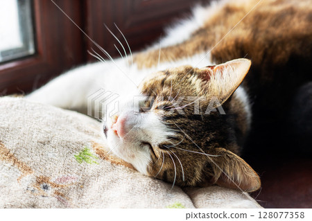 A fluffy cat is peacefully resting on a soft blanket, eyes shut A fluffy cat is peacefully resting on a soft blanket, eyes shut 128077358