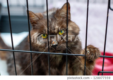 A brown cat possessing striking yellow eyes is currently in a cage 128077359