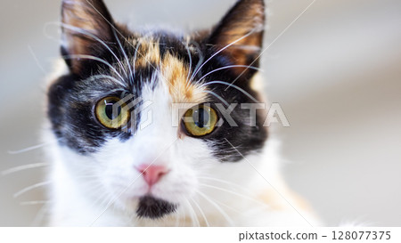 A calico cat that has striking yellow eyes gazes directly at the camera 128077375