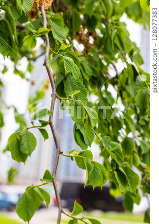 Close up of a tree branch with green leaves and a building behind Close up of a tree branch with green leaves and a building behind 128077383