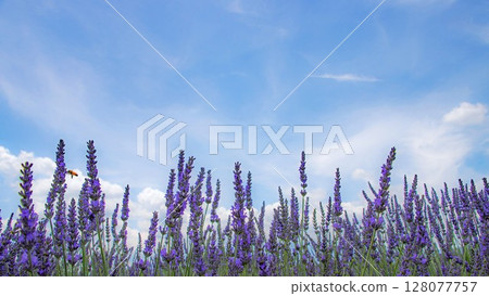 Blue sky, white clouds and lavender field 128077757