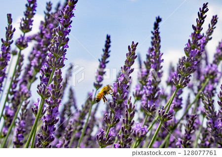 一隻蜜蜂在薰衣草田裡採集花蜜 一隻蜜蜂在薰衣草田裡採集花蜜 128077761