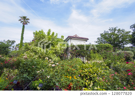 港三輪岡公園的夏天 128077820