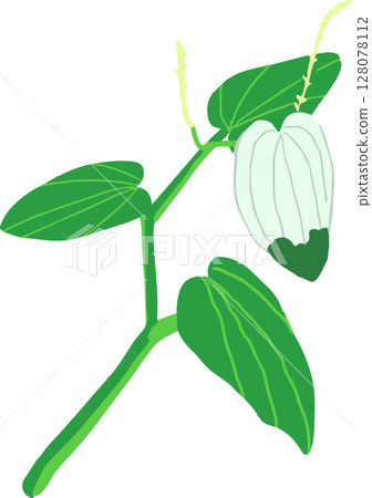 Illustration of bellflower 128078112