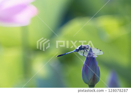 A dragonfly resting on a lotus bud 128078287