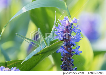 Grasshopper stagnating in the leaves 128078288
