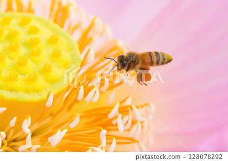 蜜蜂棲息在蓮花上 蜜蜂棲息在蓮花上 128078292