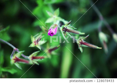 Geranium thunbergii flowers and fruits Geranium thunbergii flowers and fruits 128078433