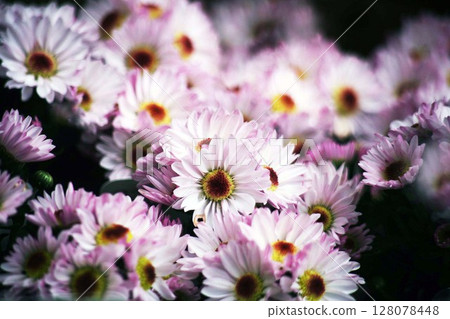 菊花盆媽媽花 128078448