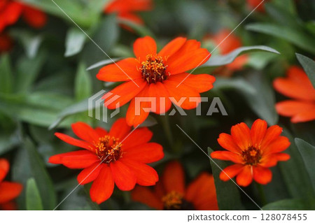 百日菊深紅色的花 百日菊深紅色的花 128078455