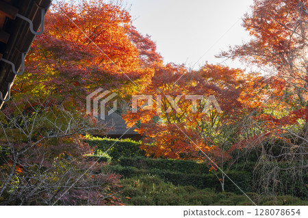 Autumn in Kyoto, Kinpukuji Temple: Bashoan can be seen from the beautiful autumn foliage in the garden Autumn in Kyoto, Kinpukuji Temple: Bashoan can be seen from the beautiful autumn foliage in the garden 128078654