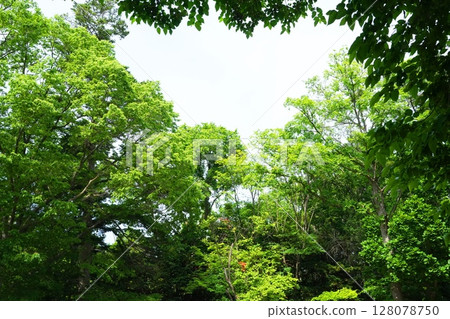 A park in early summer with lush green leaves A park in early summer with lush green leaves 128078750