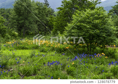 Norikura Highlands in June: Day lilies and irises 128078779
