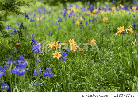 Norikura Highlands in June: Day lilies and irises 128078783