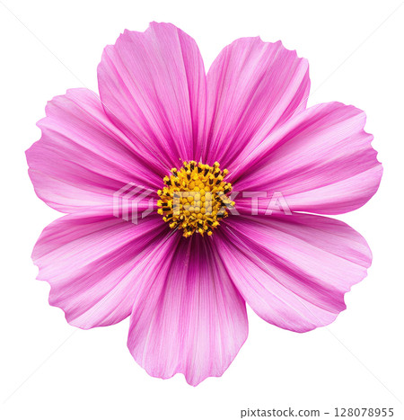 Pink Cosmos Flower Pink Cosmos Flower 128078955