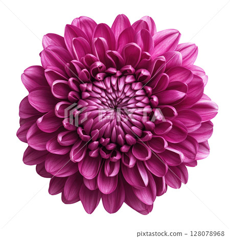 Purple Chrysanthemum Flower 128078968