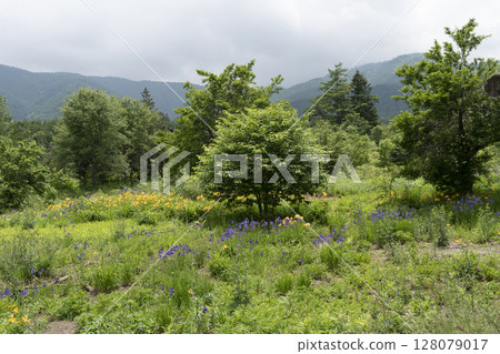 Norikura Highlands in June: Day lilies and irises Norikura Highlands in June: Day lilies and irises 128079017
