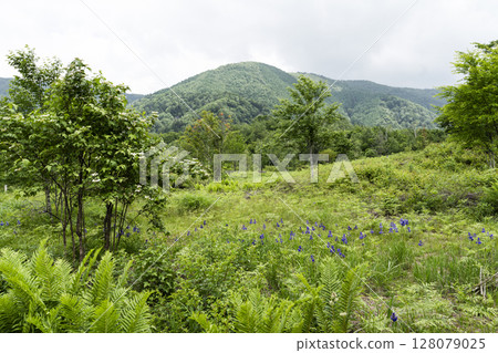 Norikura Highlands in June Norikura Highlands in June 128079025