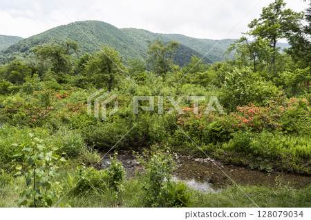 Norikura Highlands in June 128079034